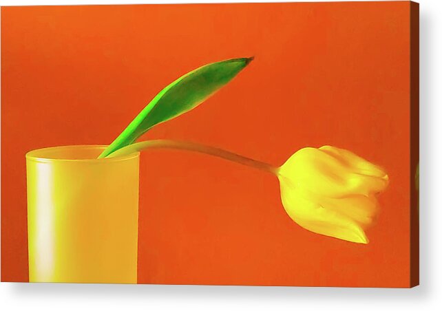 Art Acrylic Print featuring the photograph Yellow Tulip Still Life I by Joan Han