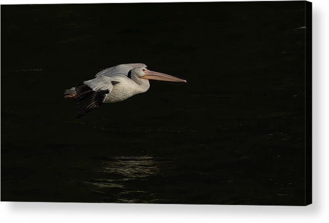 American White Pelican Acrylic Print featuring the photograph Young Pelican 2016-8 by Thomas Young