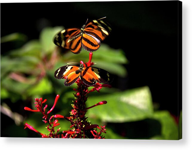 Butterfly Acrylic Print featuring the photograph Butterfly - Gulf Fritillary by Richard Krebs