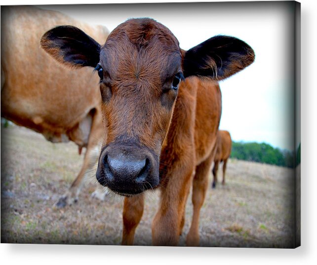 Cows Acrylic Print featuring the photograph Come Close for a Cow Kiss by Amanda Vouglas