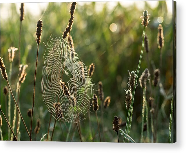 Spider Web Acrylic Print featuring the photograph Nature's Intricacies by Paula Ponath