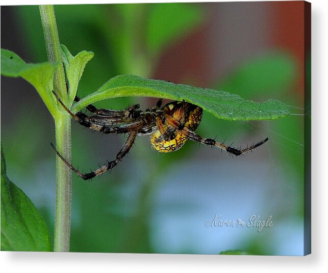 Spider Acrylic Print featuring the photograph Orb Weaver Spider by Karen Slagle