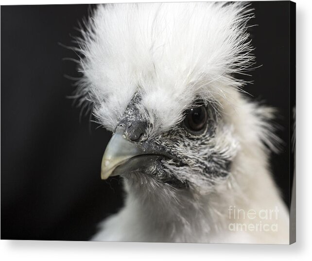 Silkie Acrylic Print featuring the photograph Silkie Chicken Portrait by Jeannette Hunt