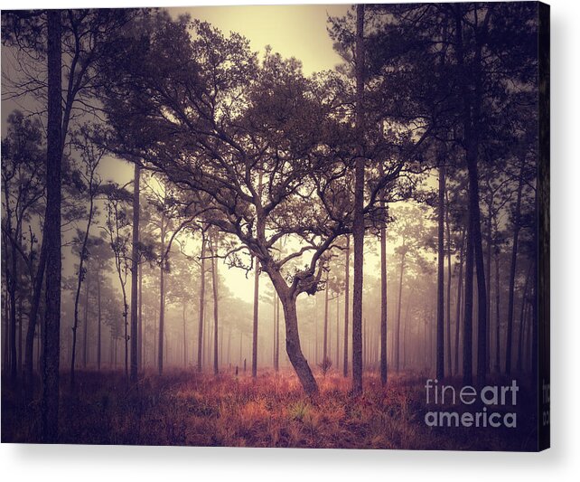 Tree Acrylic Print featuring the photograph The Tree by Tim Wemple