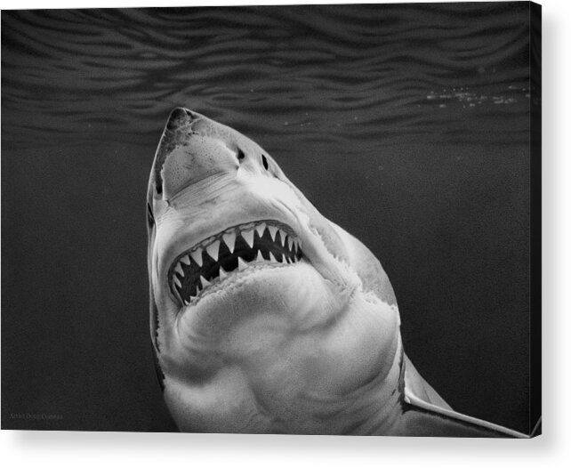 Shark Acrylic Print featuring the drawing Your Gonna Need A Bigger Boat by Stirring Images