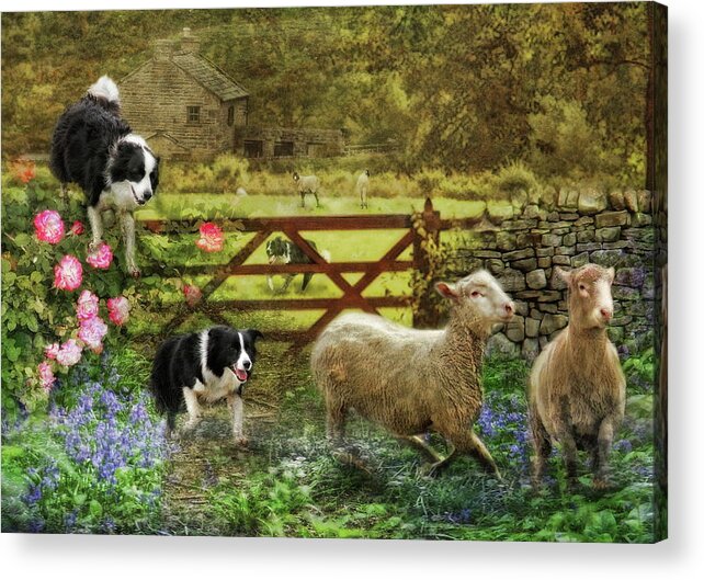 Border Collie Acrylic Print featuring the photograph Collecting The Strays by Trudi Simmonds