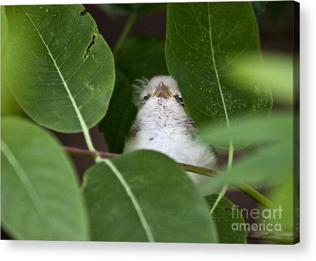 Birds Acrylic Print featuring the photograph Baby Bird Peeping in the Bushes by Jeannette Hunt