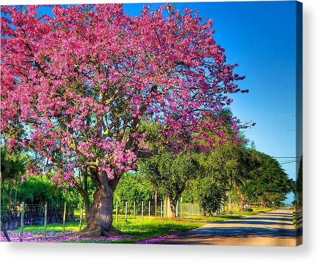 Silk Floss Tree Acrylic Print featuring the photograph Miami's Fall Colors by William Wetmore
