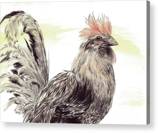 Rooster Acrylic Print featuring the drawing Pride of a Rooster by Alice Chen