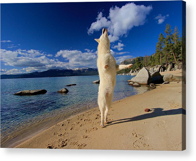 Lake Tahoe Acrylic Print featuring the photograph The Joy of Being Well Loved by Sean Sarsfield