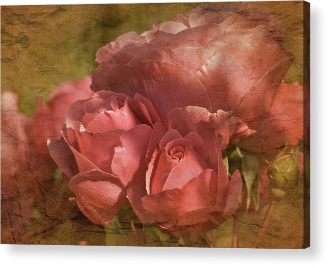 Red Roses Acrylic Print featuring the photograph Vintage Sunday Roses June 14th by Richard Cummings