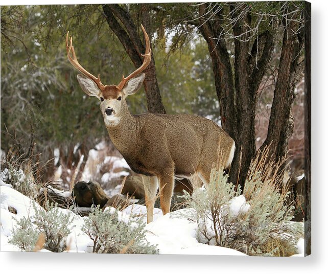 Mule Deer Acrylic Print featuring the photograph Handsome Buck by Donna Kennedy