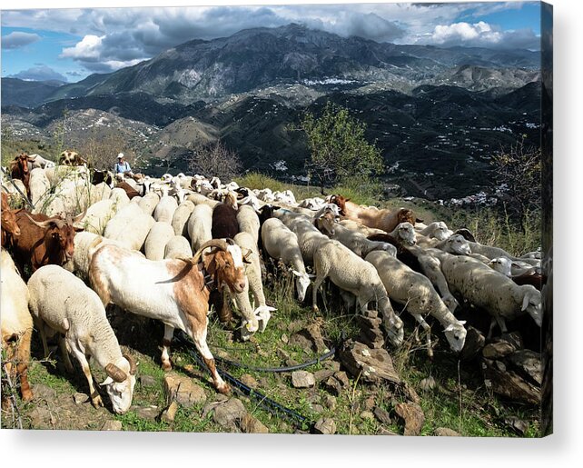 Goat Herder Acrylic Print featuring the photograph Andalusian goat herder by Gary Browne