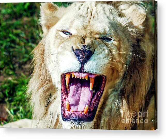 Lion Roar Acrylic Print featuring the photograph Lion Roar at the Philadelphia by John Rizzuto
