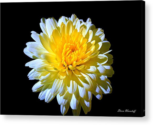 Flower Acrylic Print featuring the photograph White Mum by Steve Warnstaff