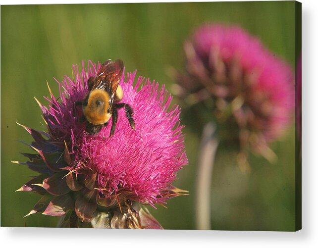 Bee Acrylic Print featuring the photograph Day's Work.. #1 by Al Swasey