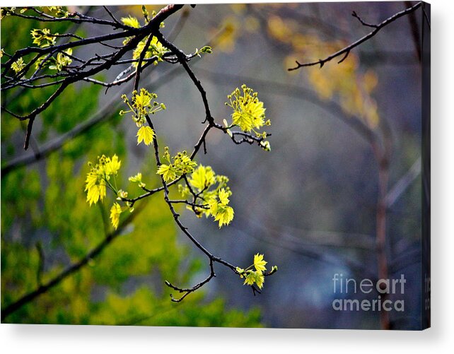 Spring Acrylic Print featuring the photograph Spring Leaves #1 by Jay Nodianos