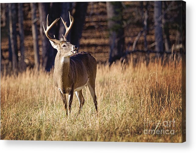 Digital Photography Acrylic Print featuring the photograph The Buck #2 by Laurinda Bowling