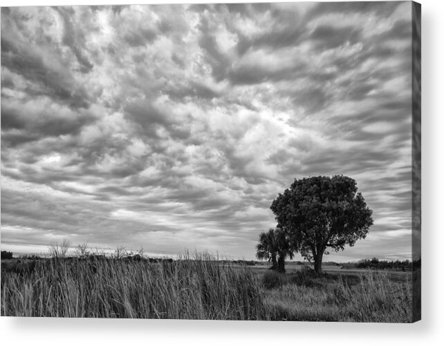 Art Acrylic Print featuring the photograph The Right Tree by Jon Glaser