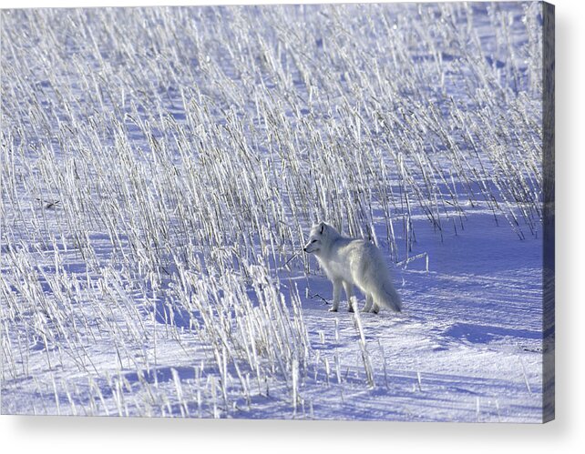 Adapted Adaptation Specialized Acrylic Print featuring the photograph Canadian Mammals #4 by Don Johnston