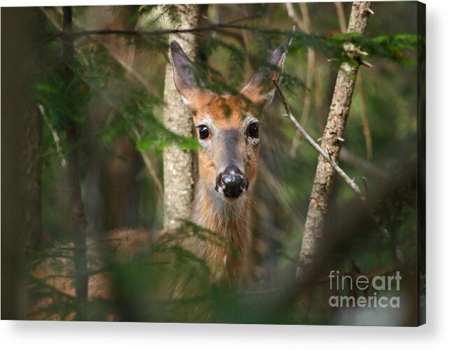 White-tailed Deer Acrylic Print featuring the photograph A Fleeting Glimpse by Jeannette Hunt