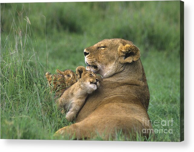 Africa Acrylic Print featuring the photograph African Lions Mother and Cubs Tanzania by Dave Welling