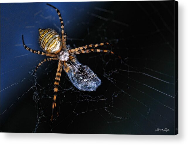 Spider Web Acrylic Print featuring the photograph All Wrapped Up - Argiope Spider by Karen Slagle