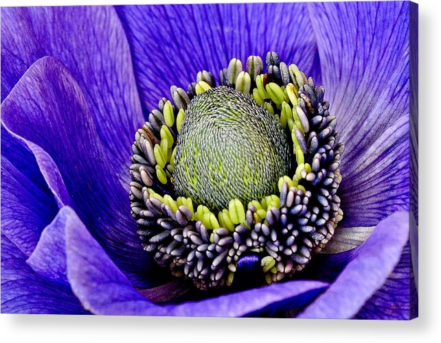 Anemone Acrylic Print featuring the photograph Anemone Heart by Carol Eade