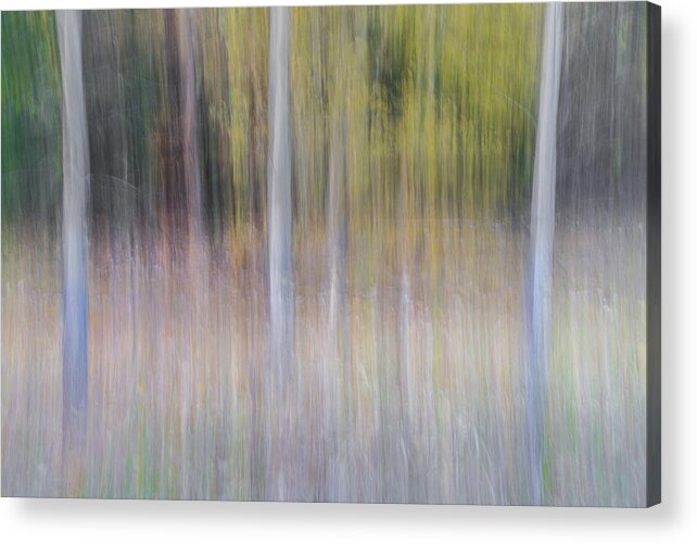 Tree Acrylic Print featuring the photograph Artistic Birch Trees by Larry Marshall