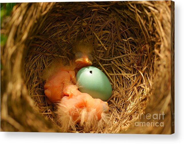 Robins Acrylic Print featuring the photograph Baby Robins2 by Loni Collins