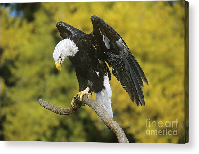 North America Wildlife Acrylic Print featuring the photograph Bald Eagle in Perch Wildlife Rescue by Dave Welling