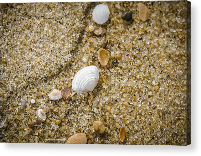 Nags Head Acrylic Print featuring the photograph Beach Debris by Bradley Clay