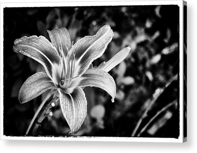 Mason Neck Acrylic Print featuring the photograph Black and White Lily by Bradley Clay