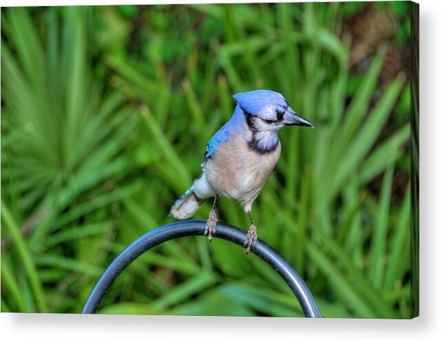 Bluejay Acrylic Print featuring the photograph Bluejay by Jonathan Sabin
