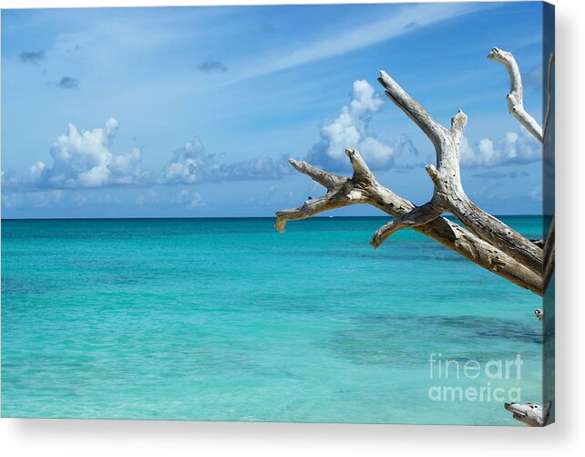 Turks And Caicos Acrylic Print featuring the photograph Branch over the Caribbean by Robyn Saunders
