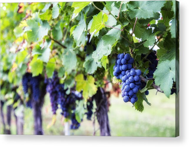 Grapes Acrylic Print featuring the photograph Bunches of Black Grapes by Georgia Clare