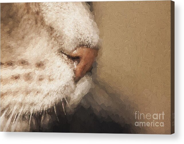 Cat Acrylic Print featuring the photograph Cats nose by Sheila Smart Fine Art Photography