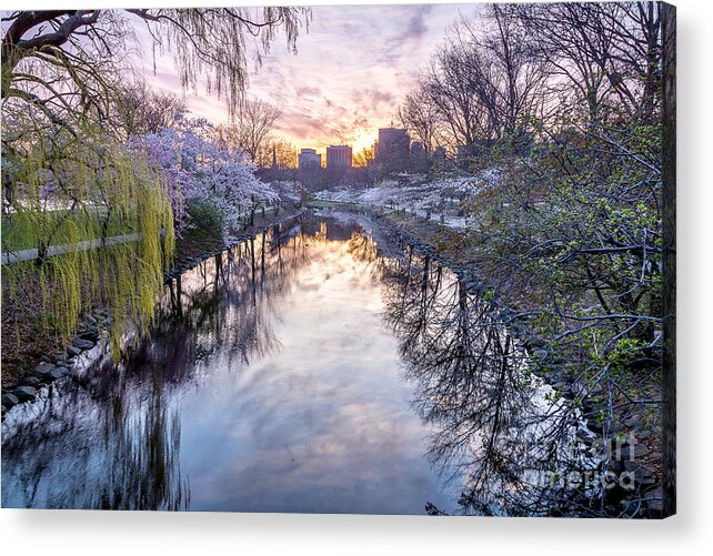 America Acrylic Print featuring the photograph Cherry Blossom Dawn by Susan Cole Kelly