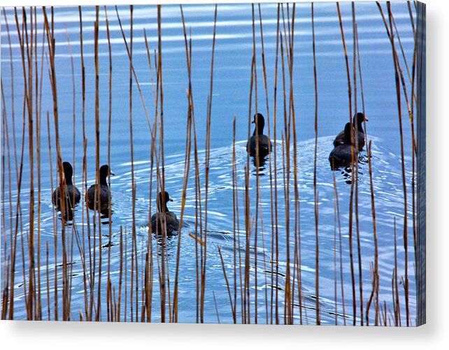 Outer Banks Acrylic Print featuring the photograph Chicks in Water with Reeds on the Outer Banks I by Dan Carmichael