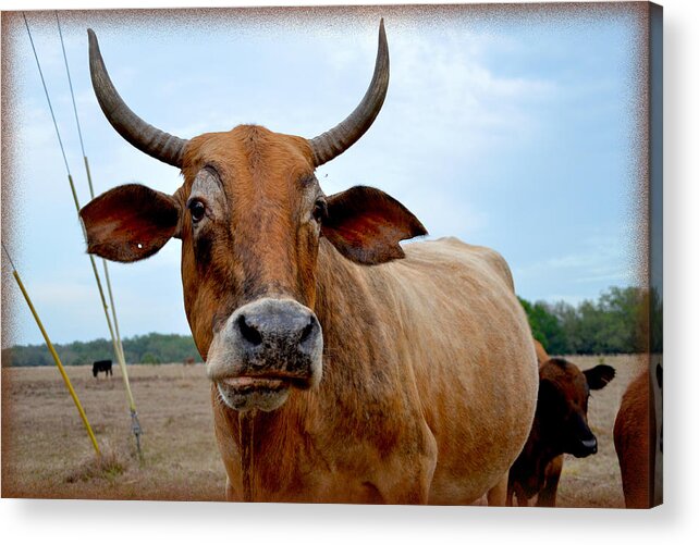 Cows Acrylic Print featuring the photograph Cow Photo 1 by Amanda Vouglas