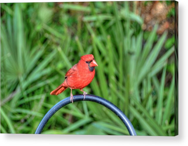 Bird Acrylic Print featuring the photograph Curious Cardinal by Jonathan Sabin