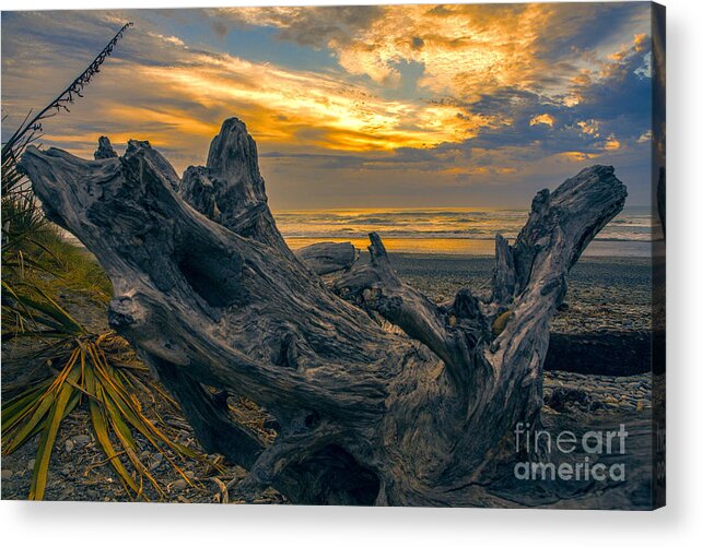 Dead Tree On Beach Acrylic Print featuring the photograph Dead tree at sunset by Sheila Smart Fine Art Photography