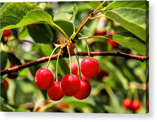 Door County Acrylic Print featuring the painting Door County Cherry Hanging Cherries by Christopher Arndt