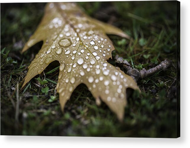 2012 Acrylic Print featuring the photograph Fallen by Sara Hudock