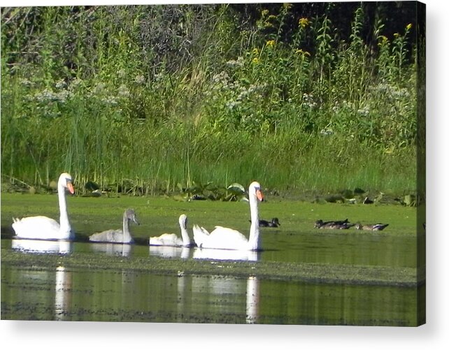 Swans Acrylic Print featuring the photograph Family of Swans by Christine Lathrop