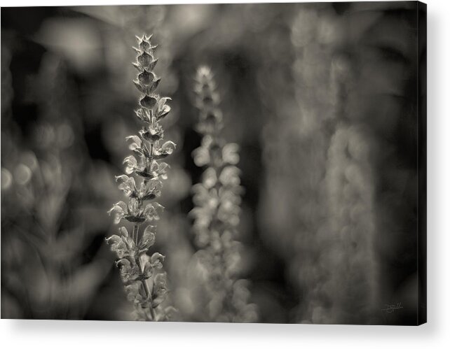 Flowers Acrylic Print featuring the photograph Flex by Doug Gibbons