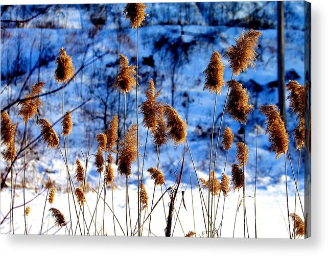 Canal Acrylic Print featuring the photograph Fronds in Winter by Eleanor Abramson