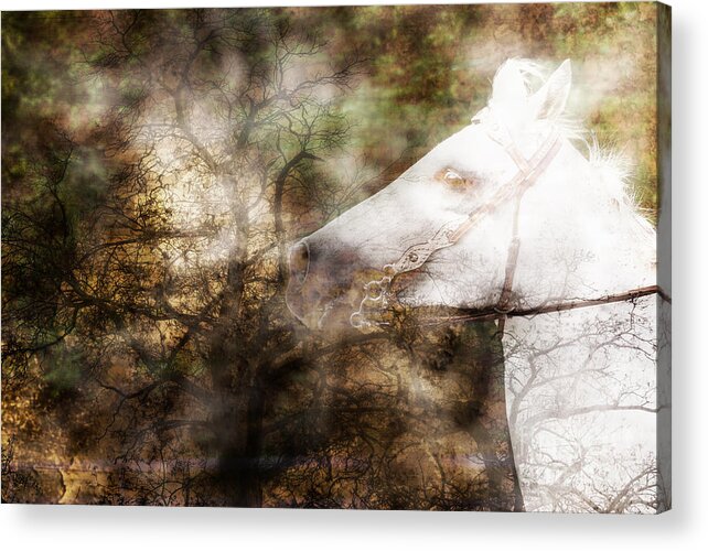 Horse Acrylic Print featuring the photograph Ghostly Ride Surreal Horse Translucent by Eleanor Abramson