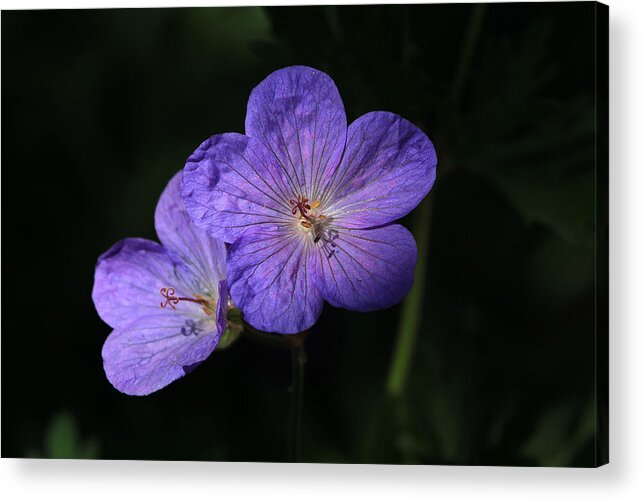 Flower Acrylic Print featuring the photograph Gold Dust by Donna Kennedy