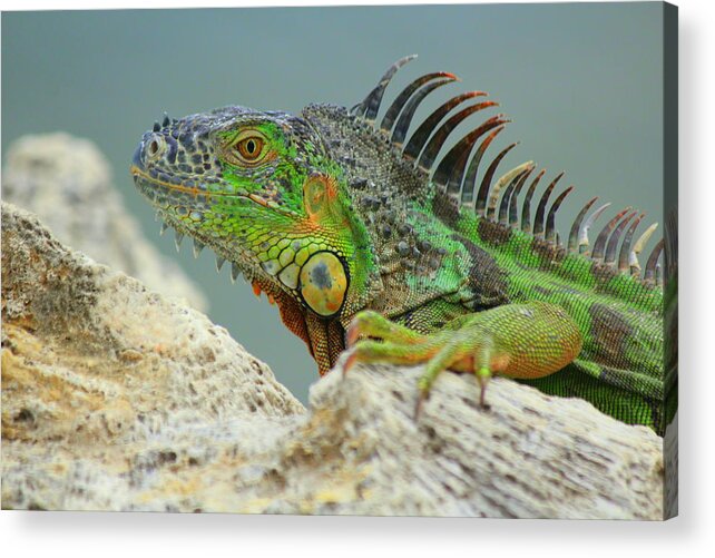 Iguana Acrylic Print featuring the photograph Iggy II by Jo Sheehan